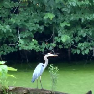 Meet your Posher, Bob